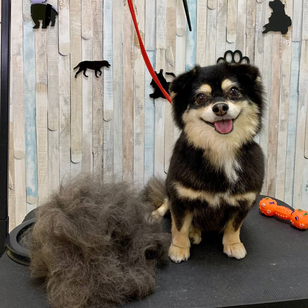 Экспресс-линька Чихуа-хуа / Той терьер