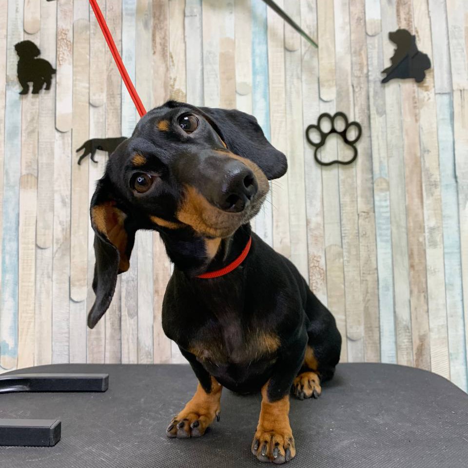 Экспресс-линька такса гладкошерстная