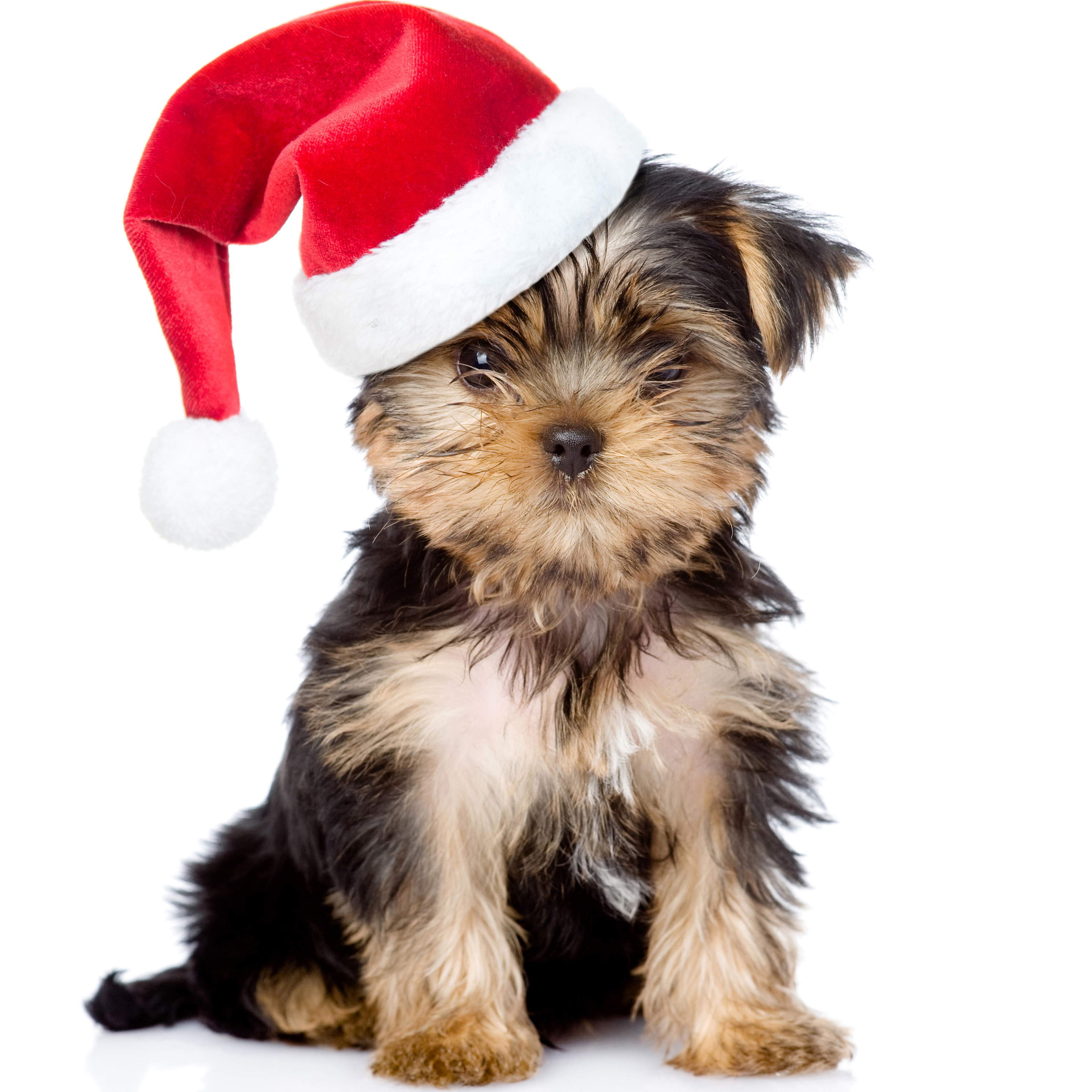 Йорк, комплекс, до 5 кг.