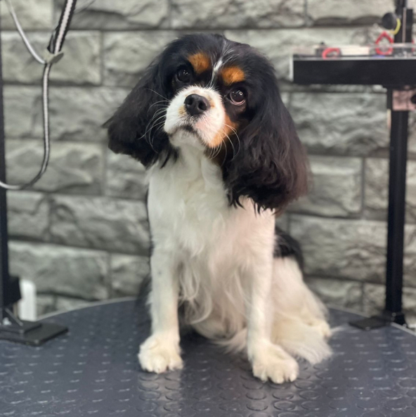 Кинг Чарльз до 6 кг  спаниэль   Комплекс