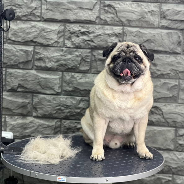 Мопс  экспресс линька