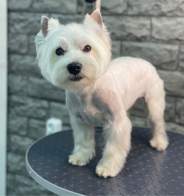 Вест Хайленд комплекс с бритьем