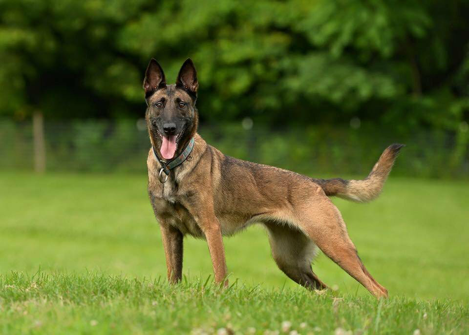 Малинуа Бельгийская овчарка комплекс