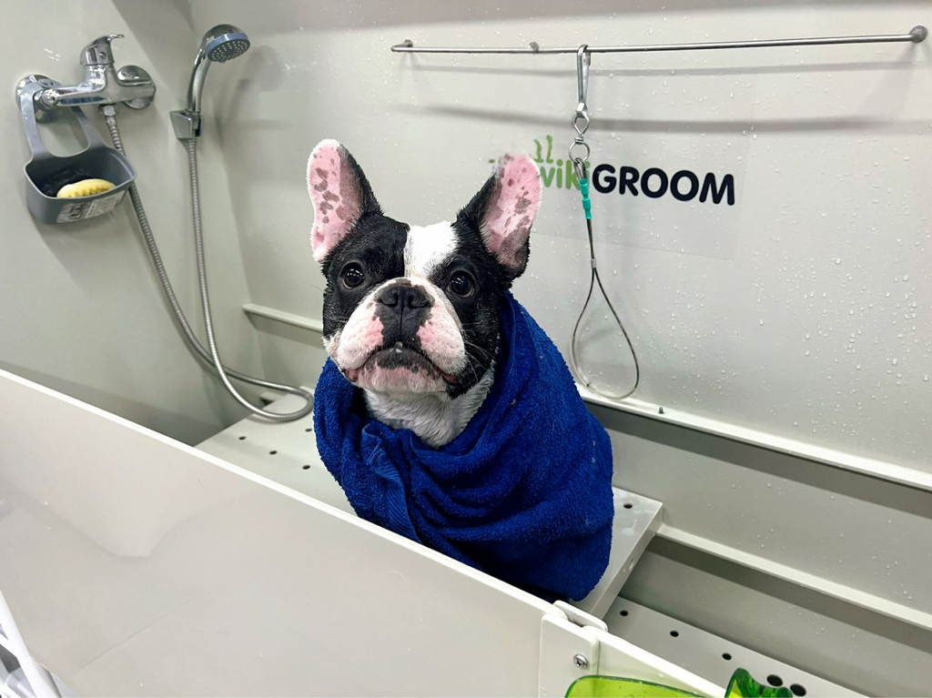 Французский бульдог
 комплекс с вычесом