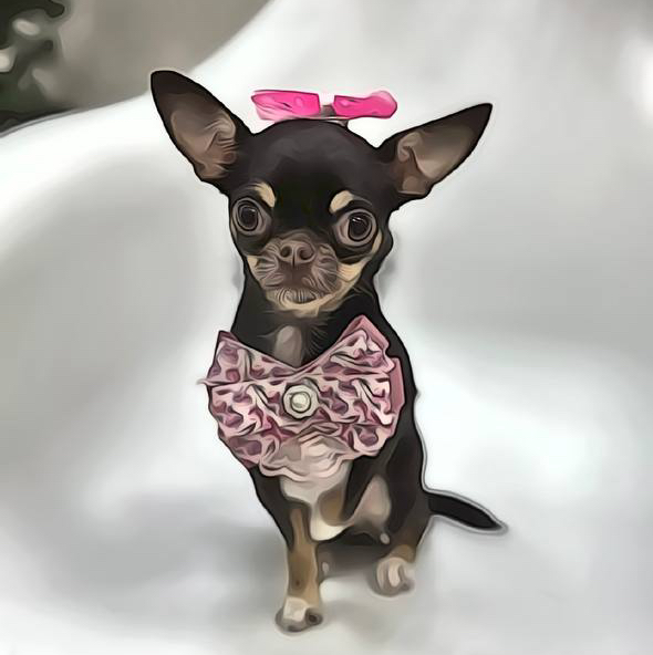 Экспресс-линька собак от 1 до 3х кг