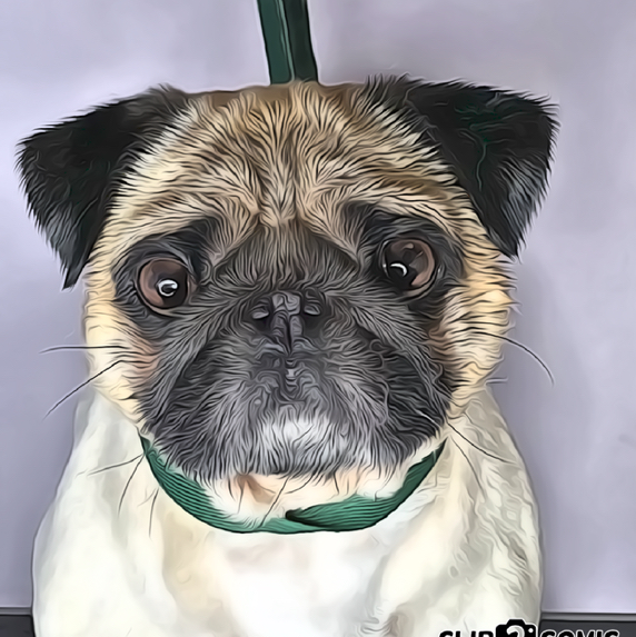 Экспресс-линька для собак от 3х до 10кг