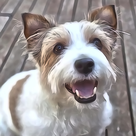 Тримминг для жесткошерстного Джек-рассел терьера