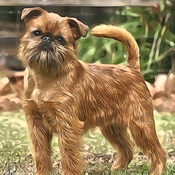 Тримминг для Брюссельского гриффона