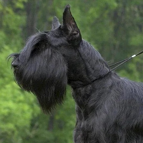 Ризен Шнауцер - Стрижка машинкой