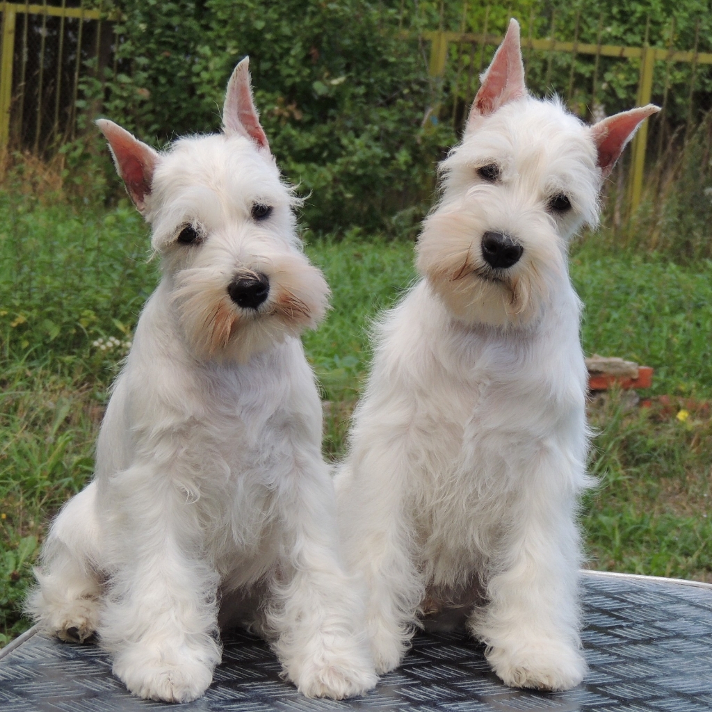 Цверг Шнауцер - Стрижка по породе