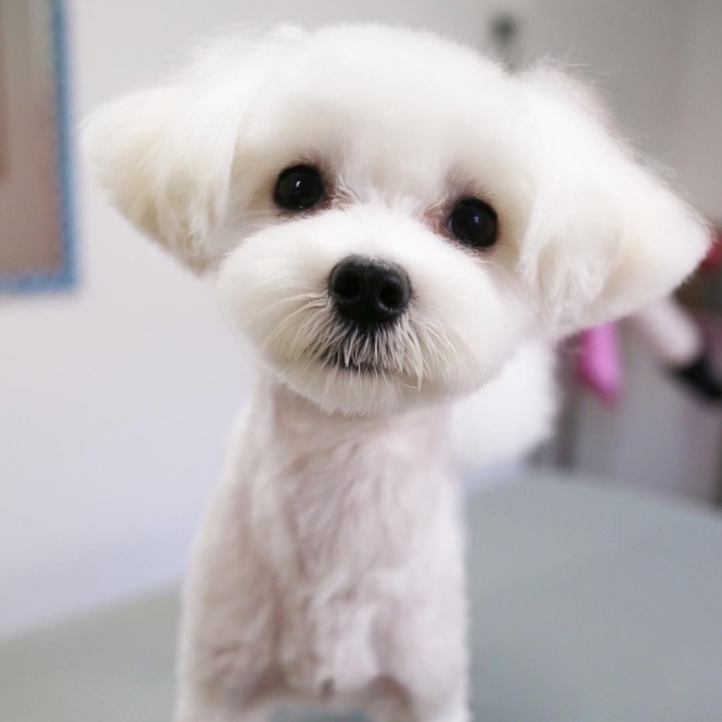 Мальтезе до 5кг - Комплекс стрижка машинкой (корпус и лапы 5-9мм)