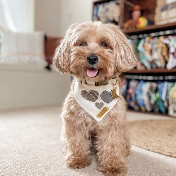 ЙоркиПу - Комплекс Стрижка