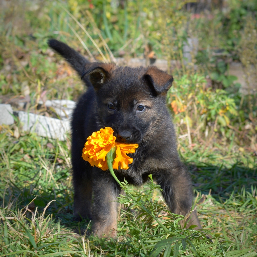 Курс Щенков