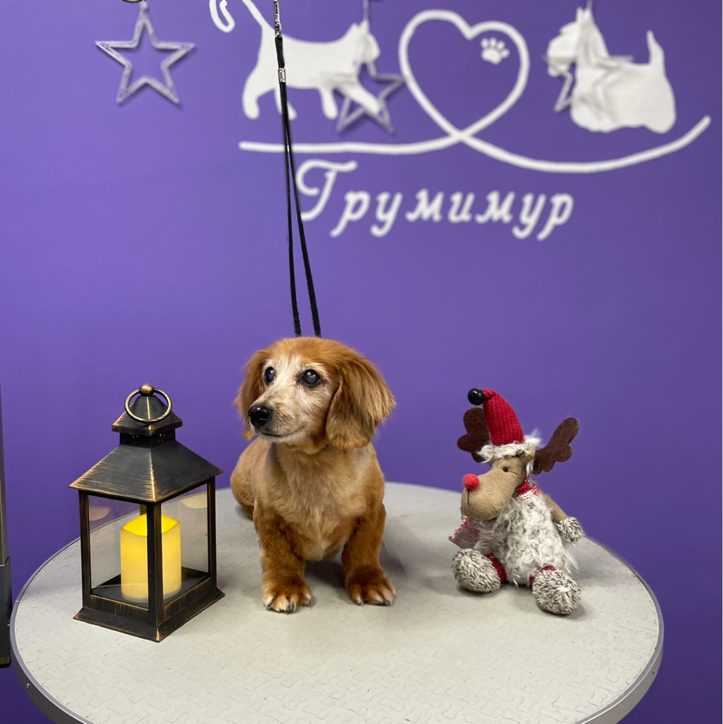 Комплекс таксы