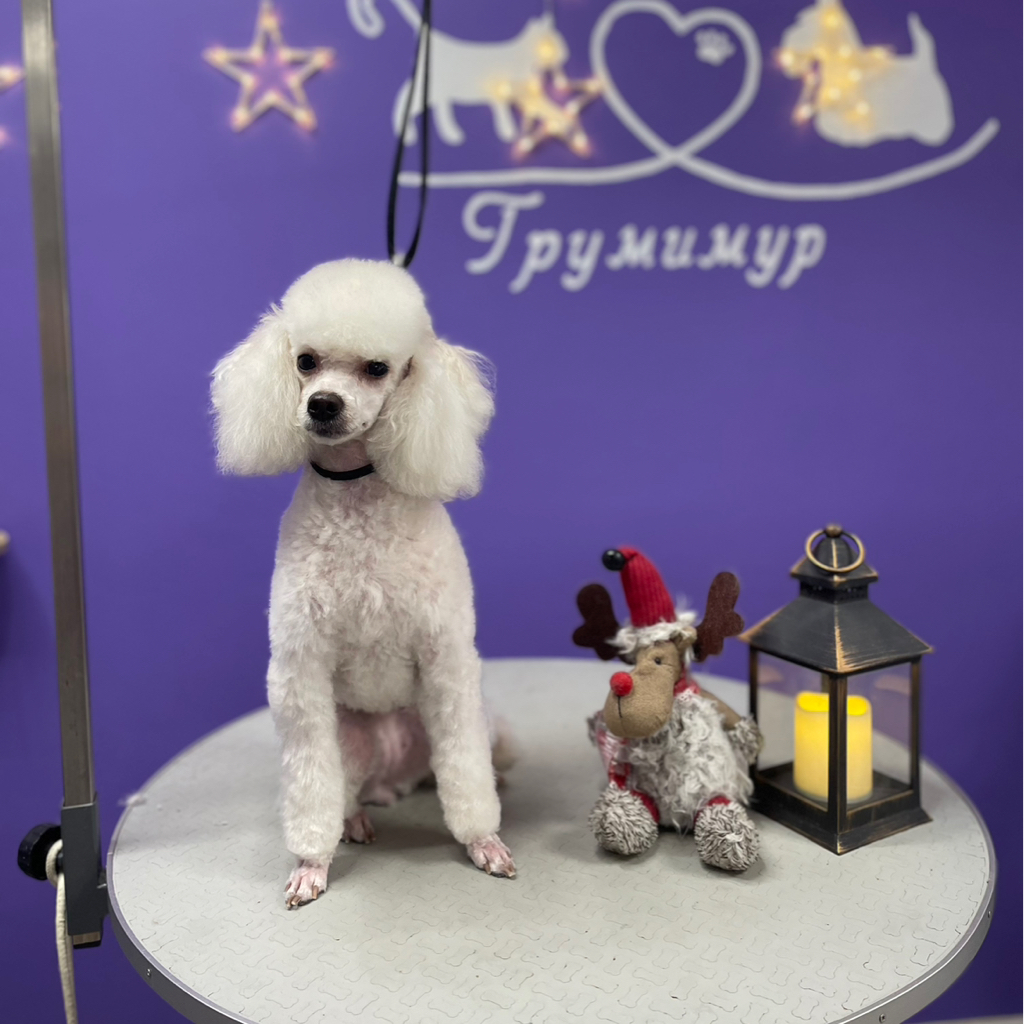 Стрижка той пуделя под машинку