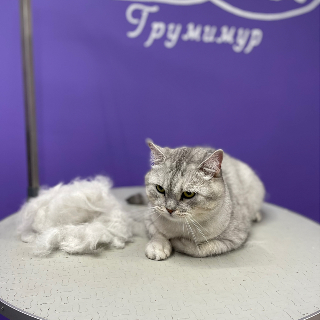 Вычес котика