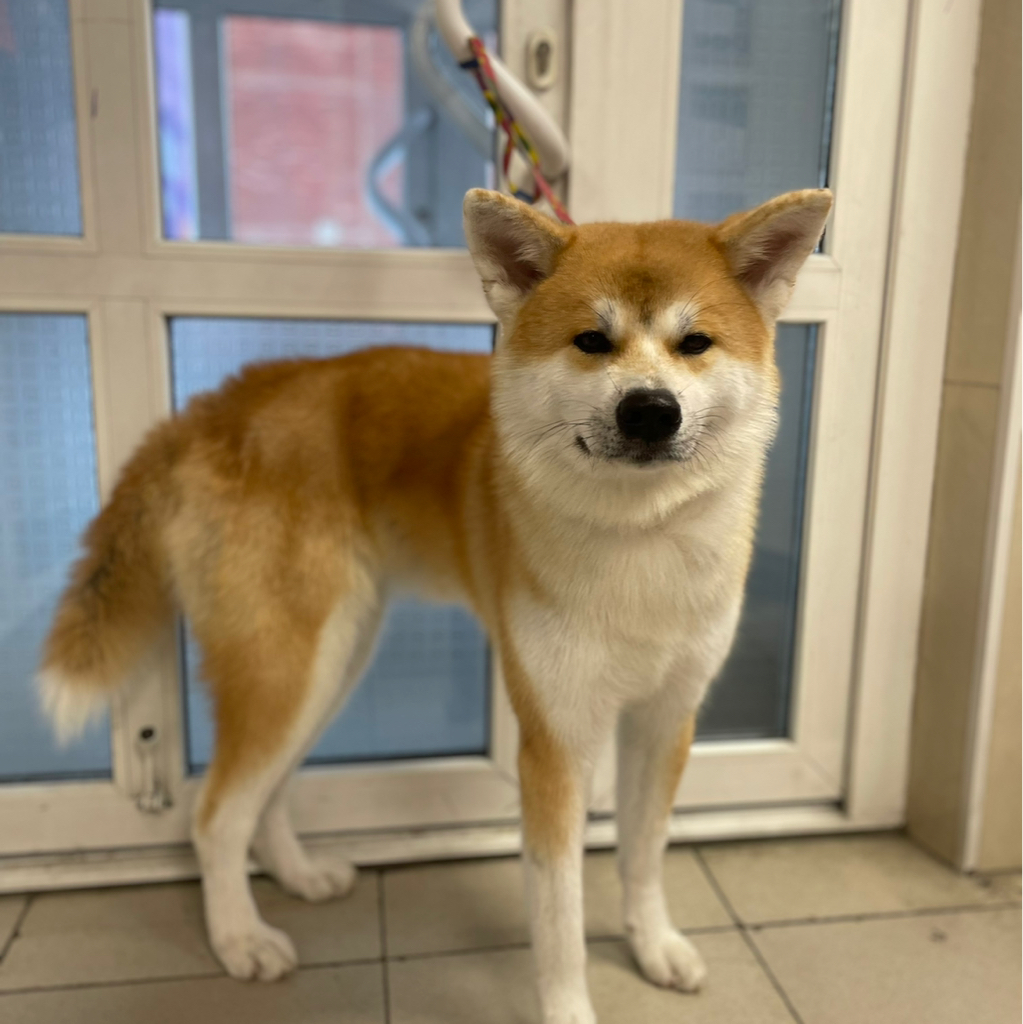 Вычес Акита Ину