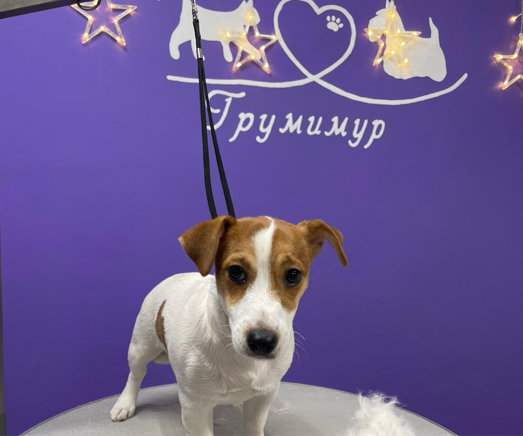 Комплекс Джек Рассела/ вычес