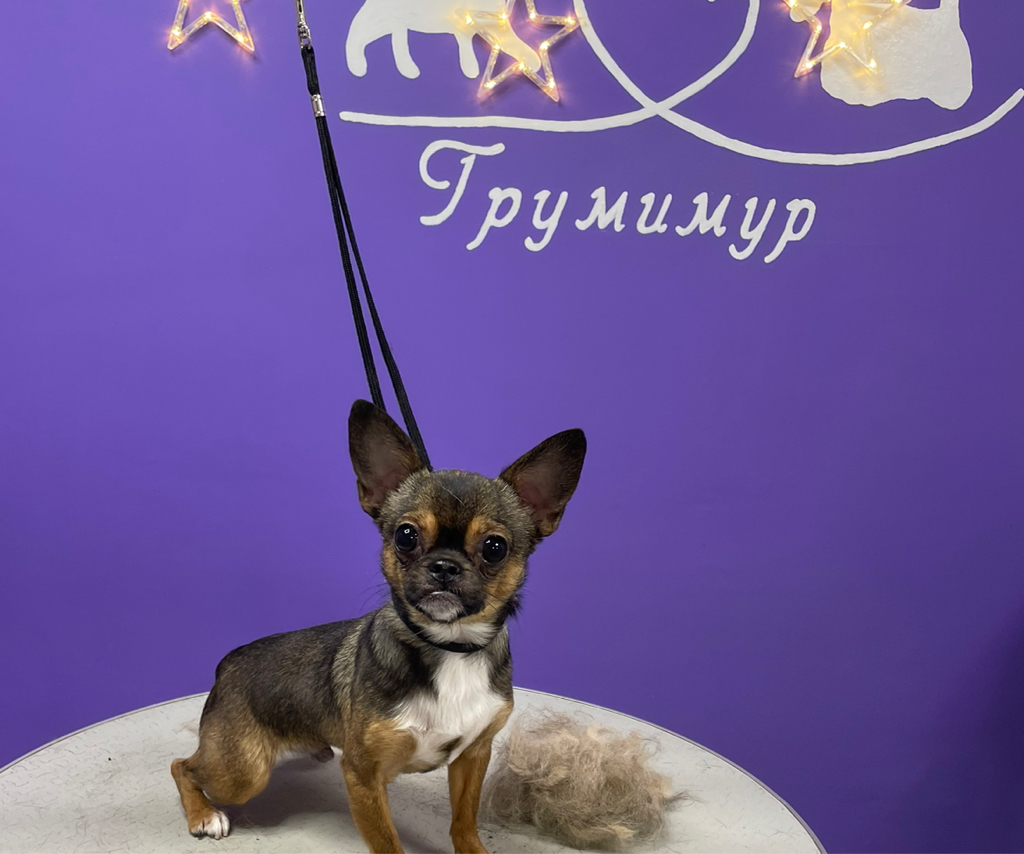 Комплекс Чихуахуа/ стрижка