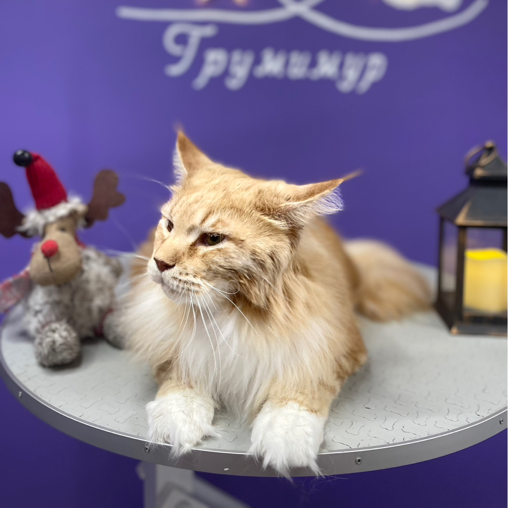 Комплекс Мейн Куна