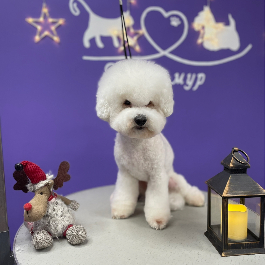 Комплекс Бишона фризе
Корпус под машинку