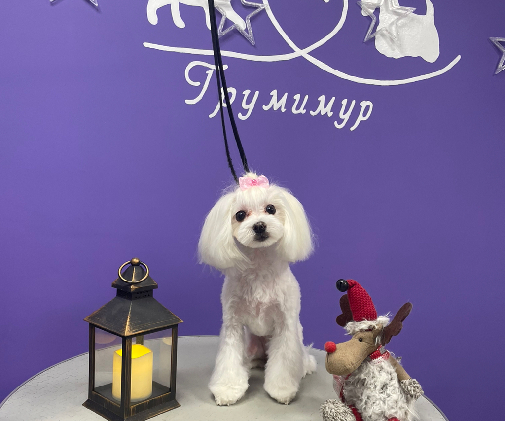 Стрижка мальтезе