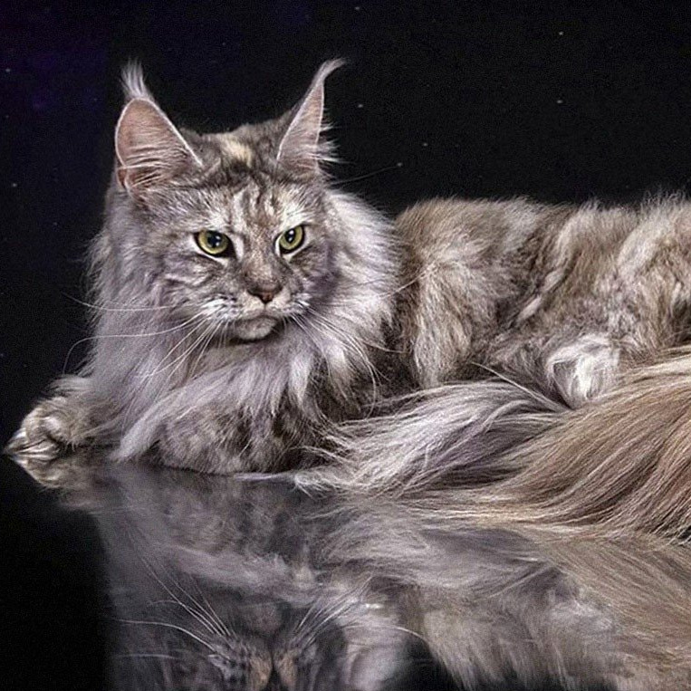 Комплекс кошки (мей-нкун, со стрижкой)