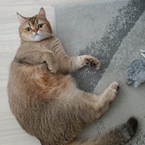 Комплекс кошки (с вычесыванием)