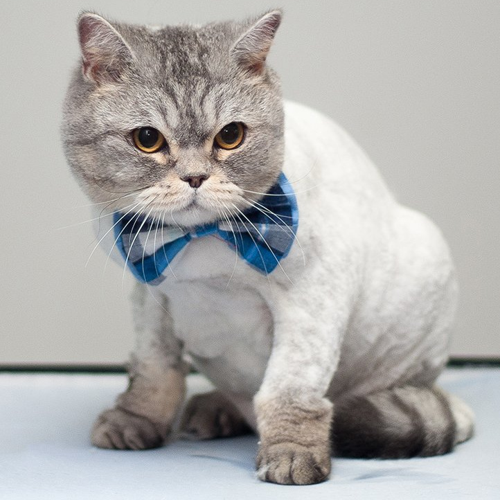 Стрижка кошки