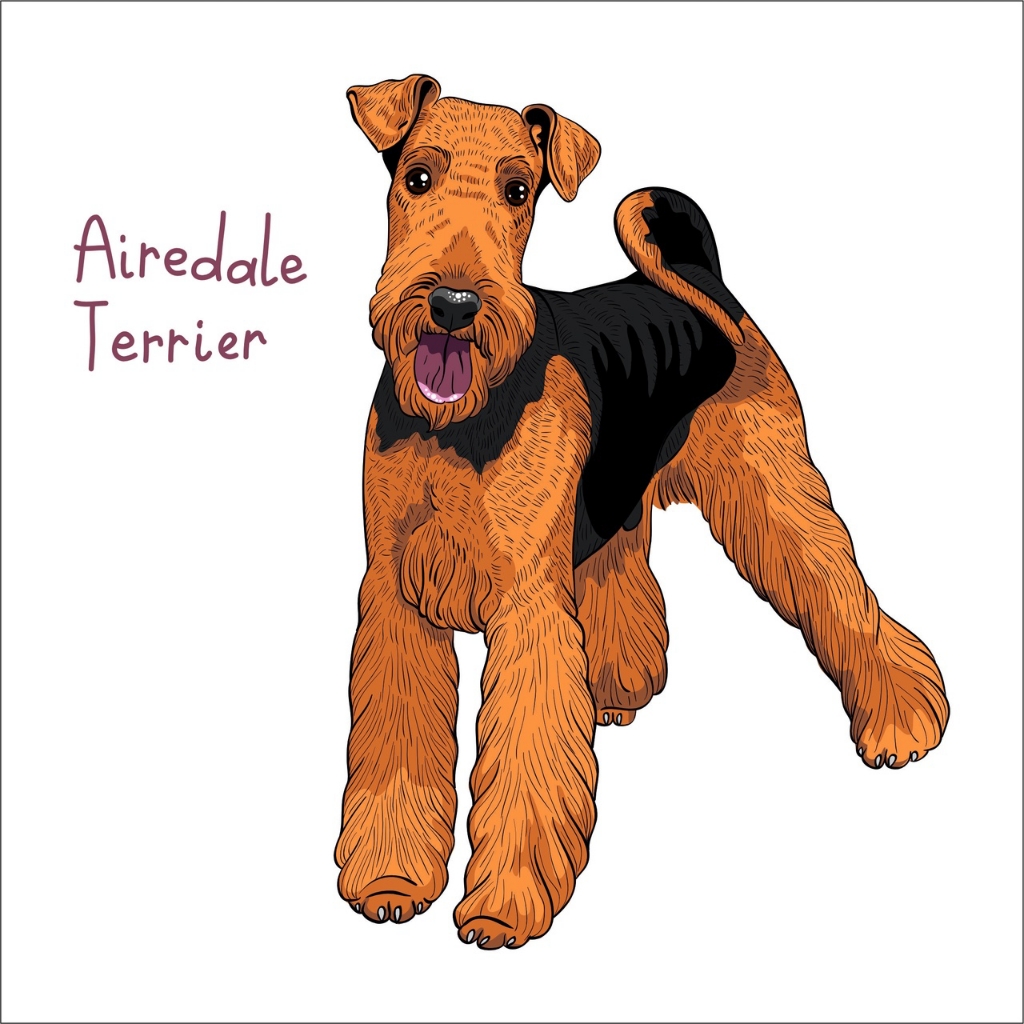 Тримминг крупных пород (эрдельтерьер)