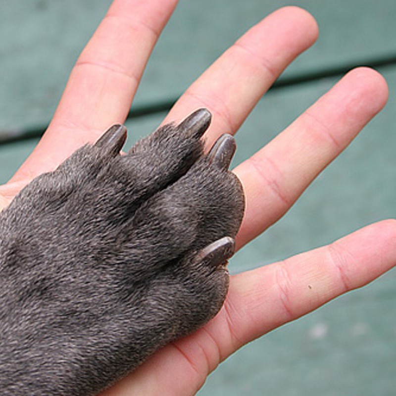 Стрижка когтей собак