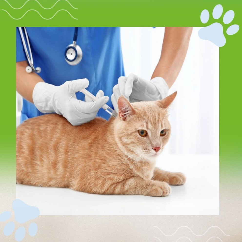 вакцинация кролика вакциной против миксоматоза и ВГБК