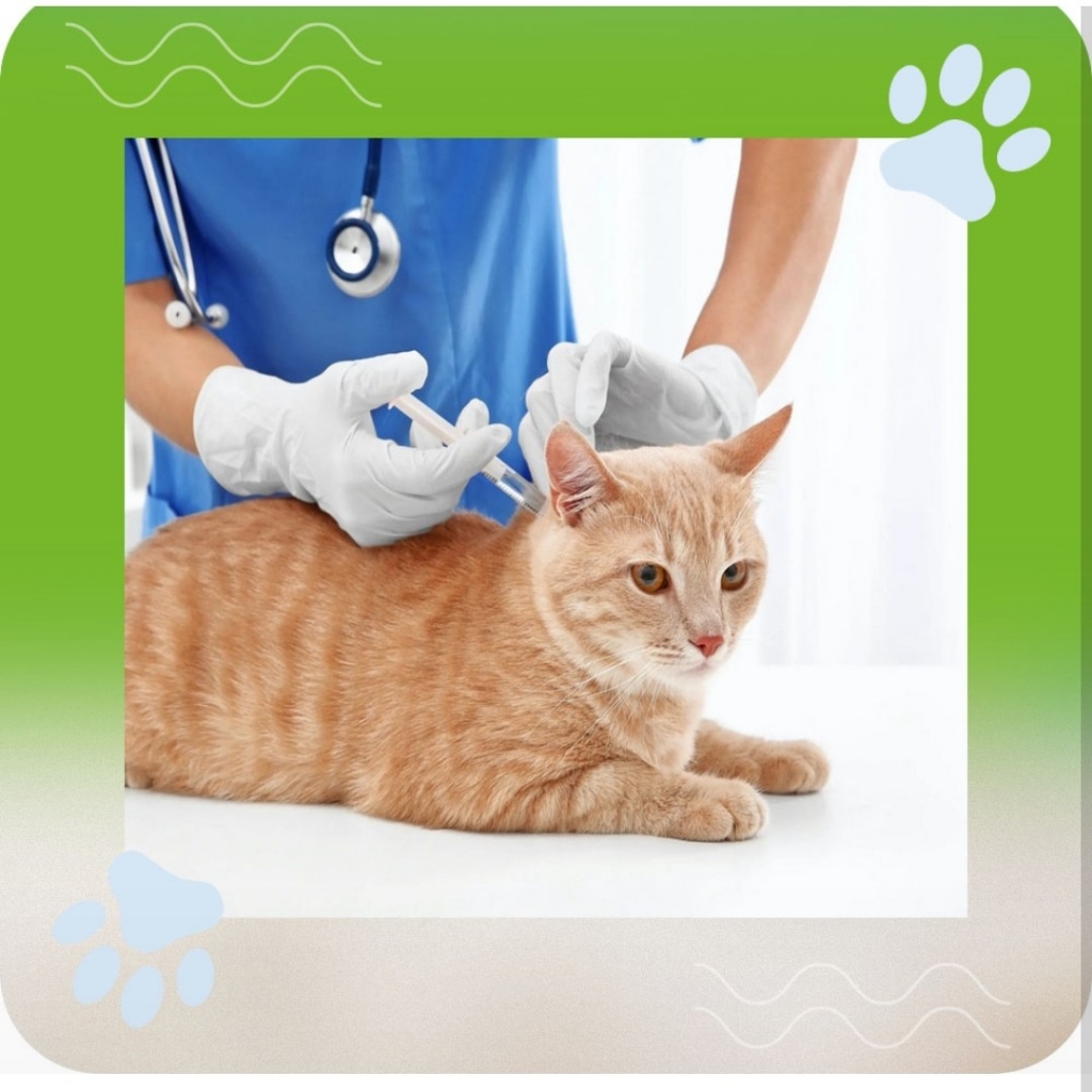 вакцинация кошки от 1900-2700