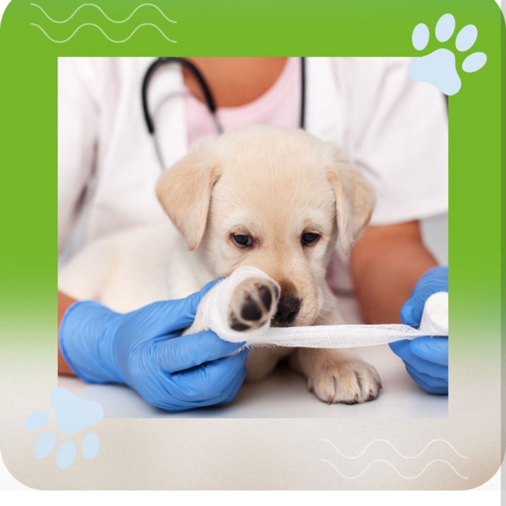 кастрация кота