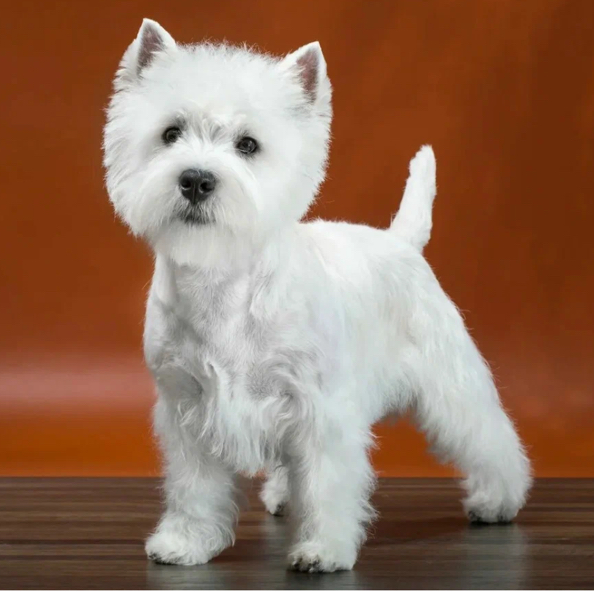 Вест гигиена уход между основным посещением