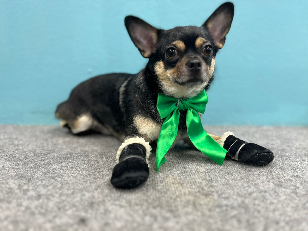 Чихуахуа короткошерстная комплекс