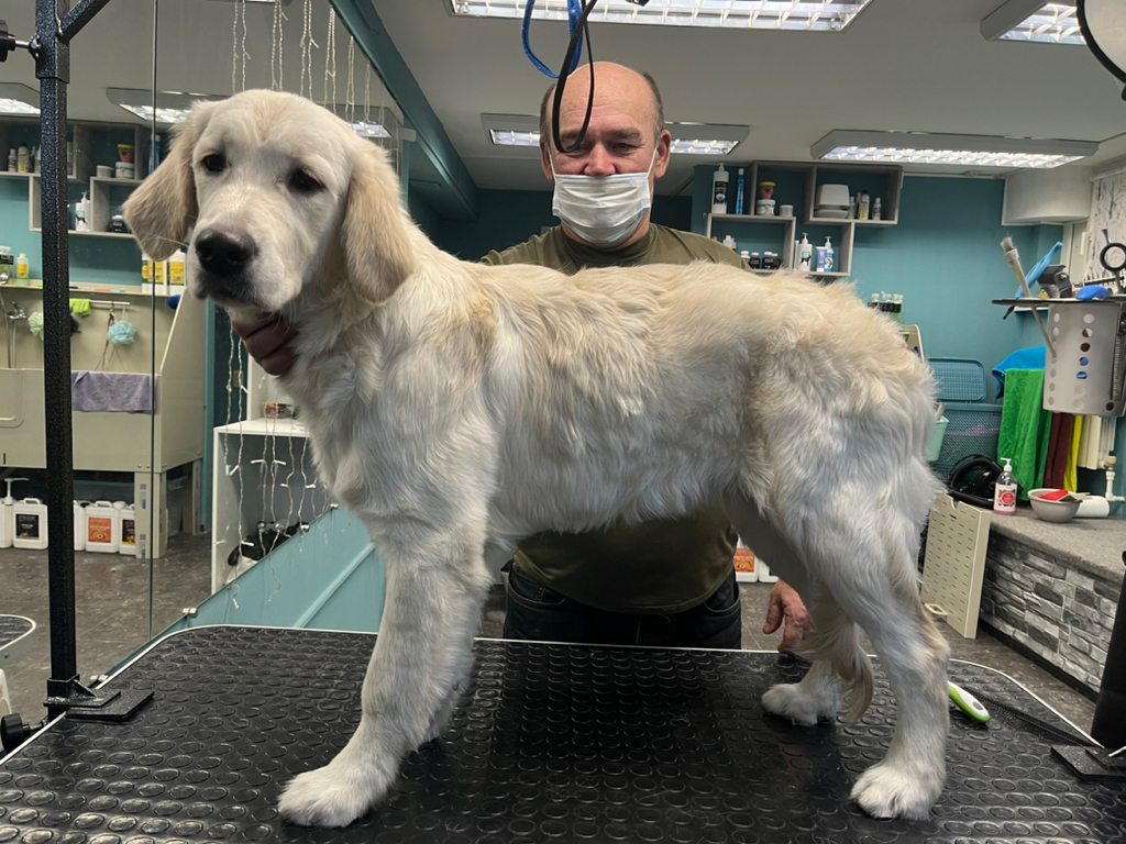 Ретривер Голден щенок