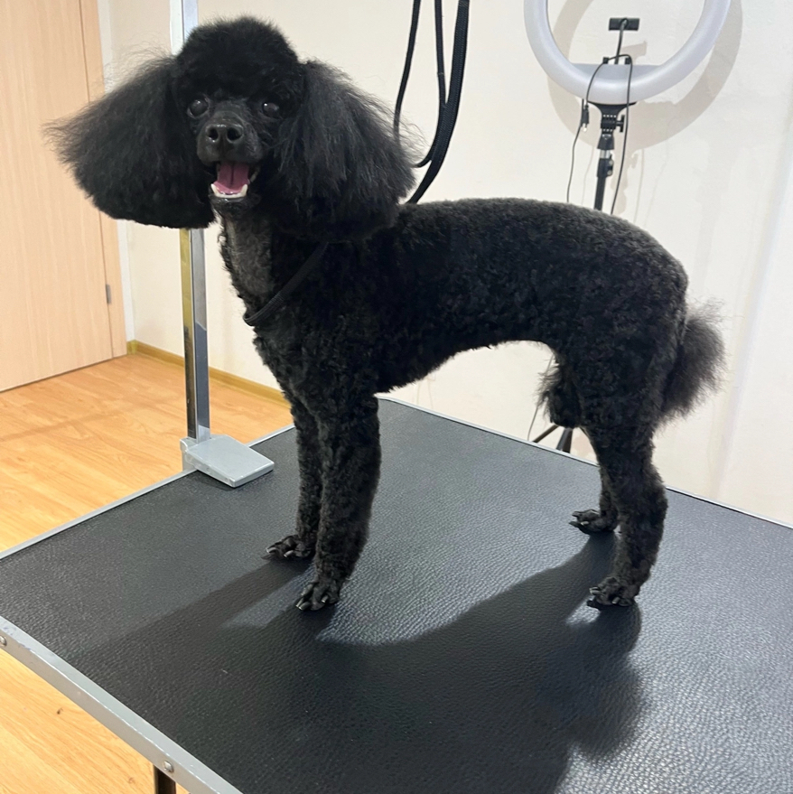 «Комплексный уход» Карликовый пудель