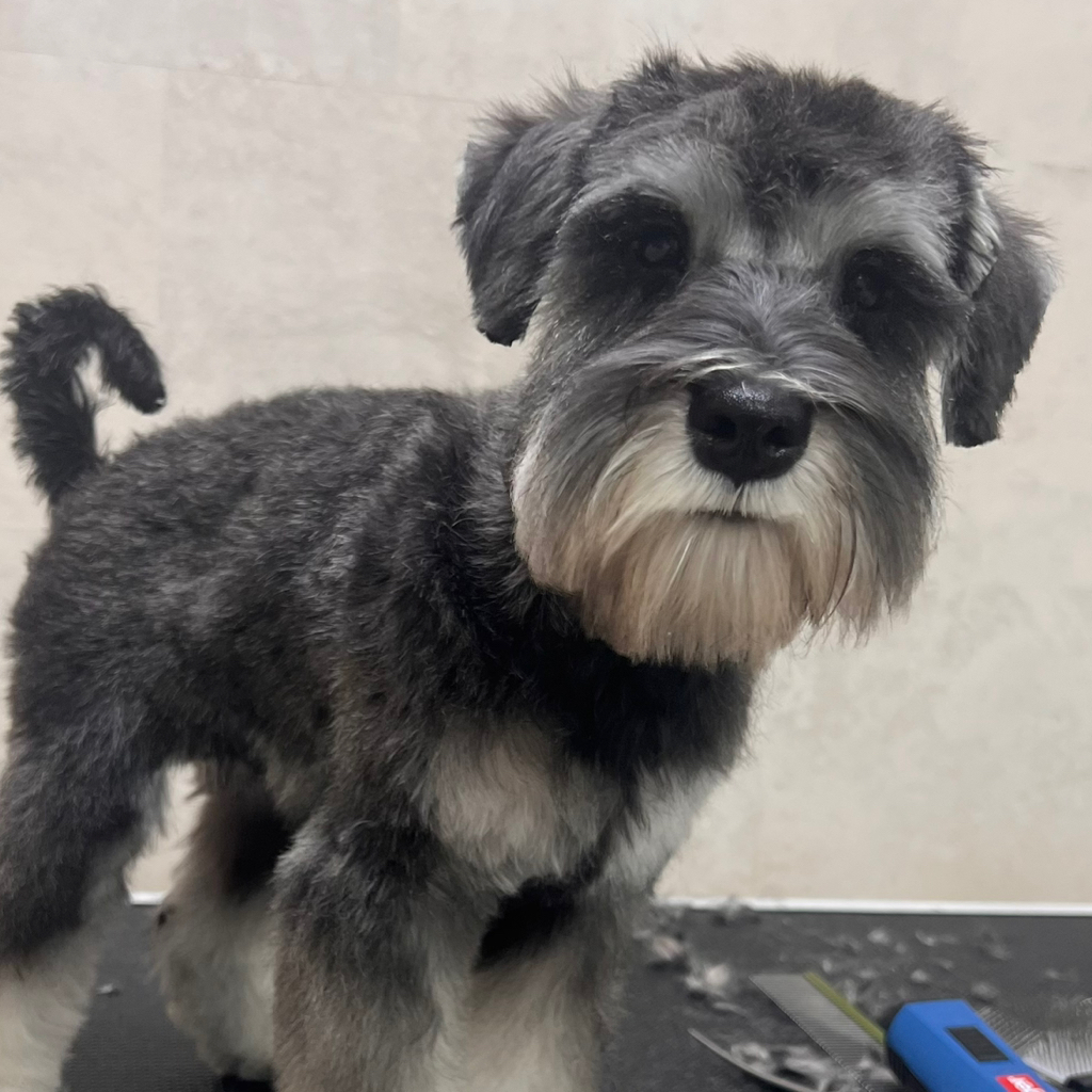 Цвергшнауцер гигиенический комплекс