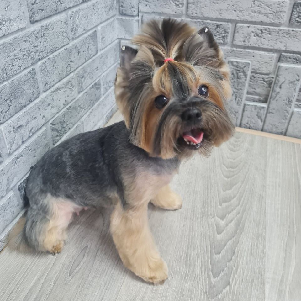 Йоркширский терьер , комплексный уход.