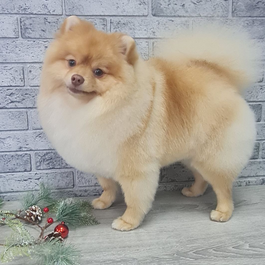 Шпиц.  Комплексный уход.