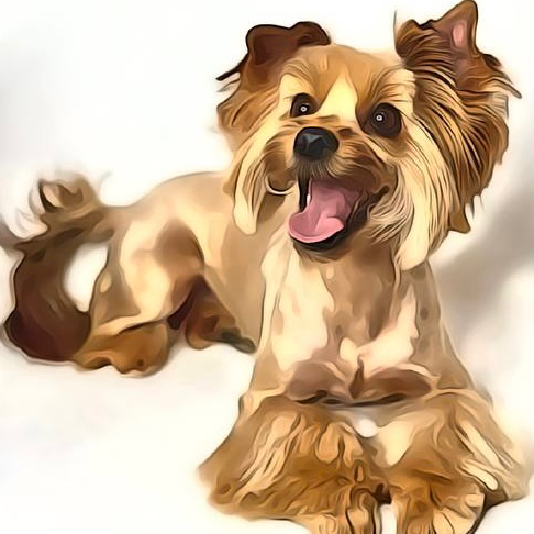 Комплекс СО СТРИЖКОЙ  ПОД МАШИНКУ для йорка