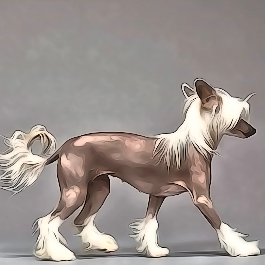 Комплекс для Китайской хохлатой собаки