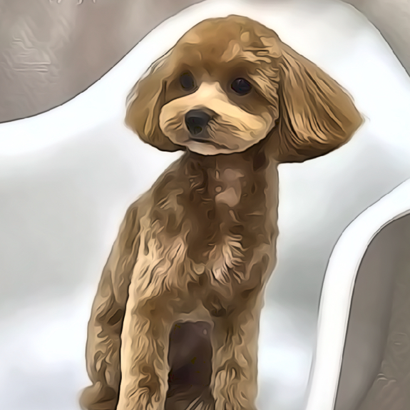 Комплекс СО СТРИЖКОЙ для мальтипу до 35см в холке ПОД МАШИНКУ