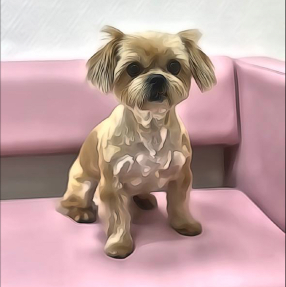 Комплекс СО СТРИЖКОЙ для Пекинеса КОРПУС ПОД НОЖНИЦЫ