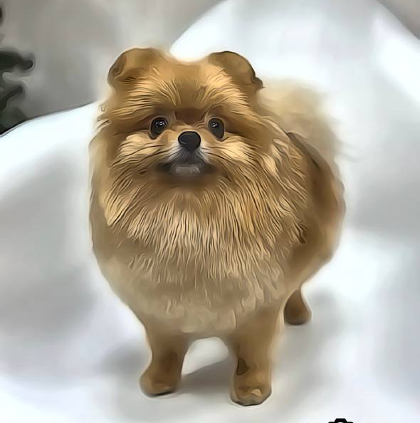 Комплекс СО СТРИЖКОЙ для Шпица до 5 кг.