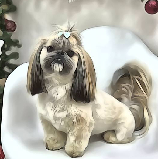 Комплекс СО СТРИЖКОЙ ПОД МАШИНКУ для Ши-тцу