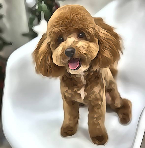 Комплекс СО СТРИЖКОЙ ПОД МАШИНКУ для Пуделя(Той, Миниатюра)