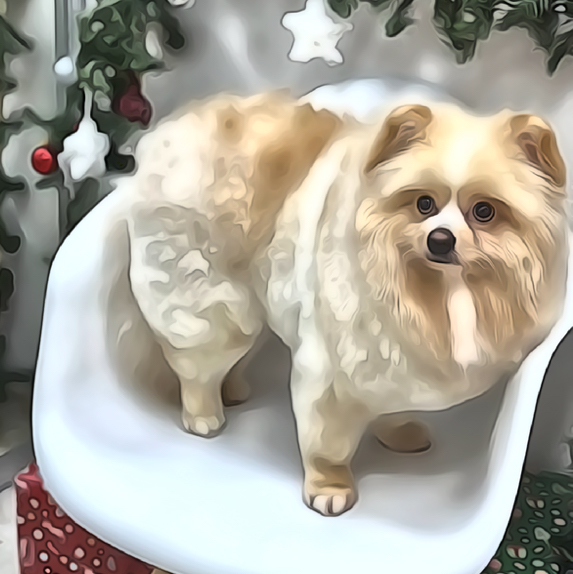 Комплекс СО СТРИЖКОЙ для Шпица от 6 кг.