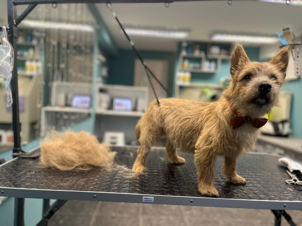 Норвич-терьер тримминг